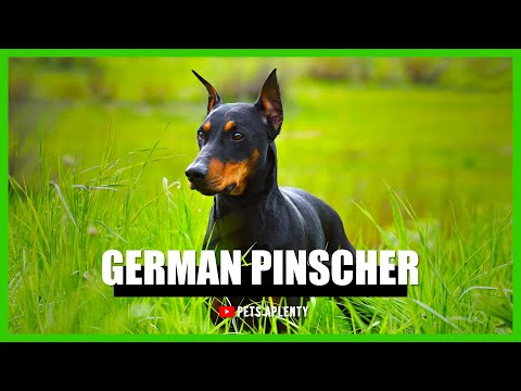 everything we know about the german pinscher breed