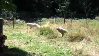 VanderBear and Muffy explore their new fence!
