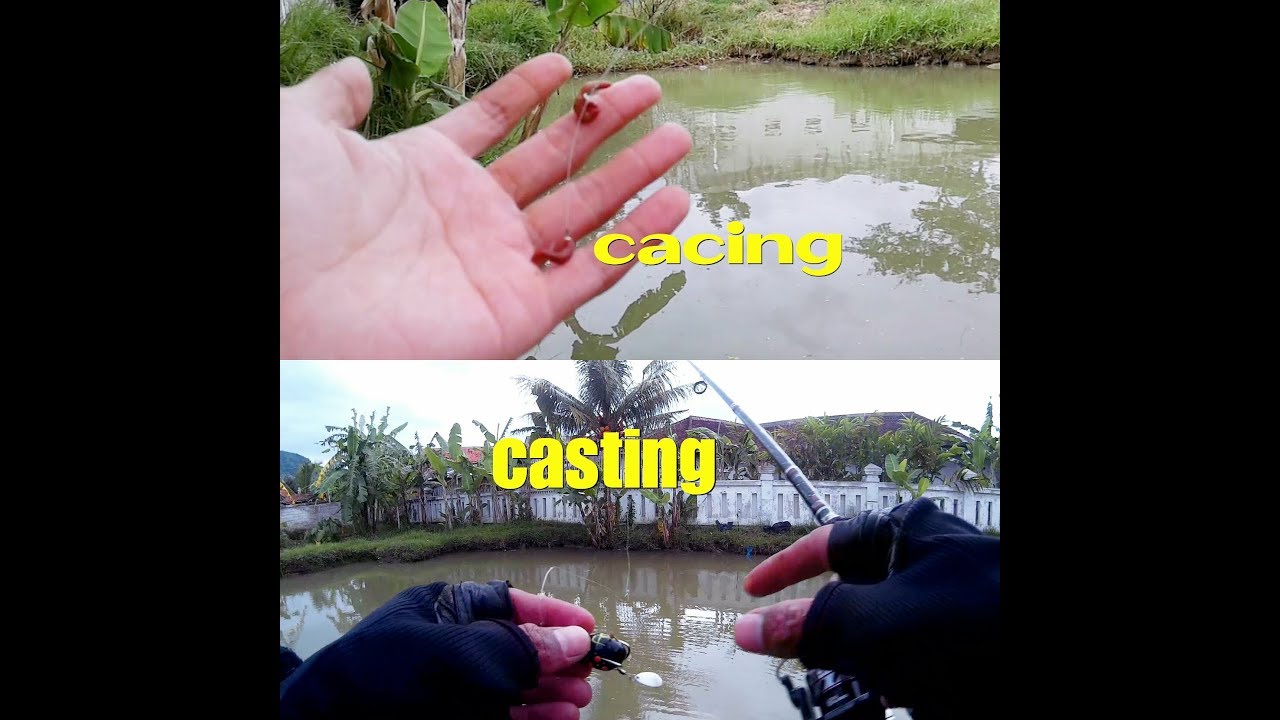 Mancing Ikan Gabus Kalbar Pontianak Youtube
