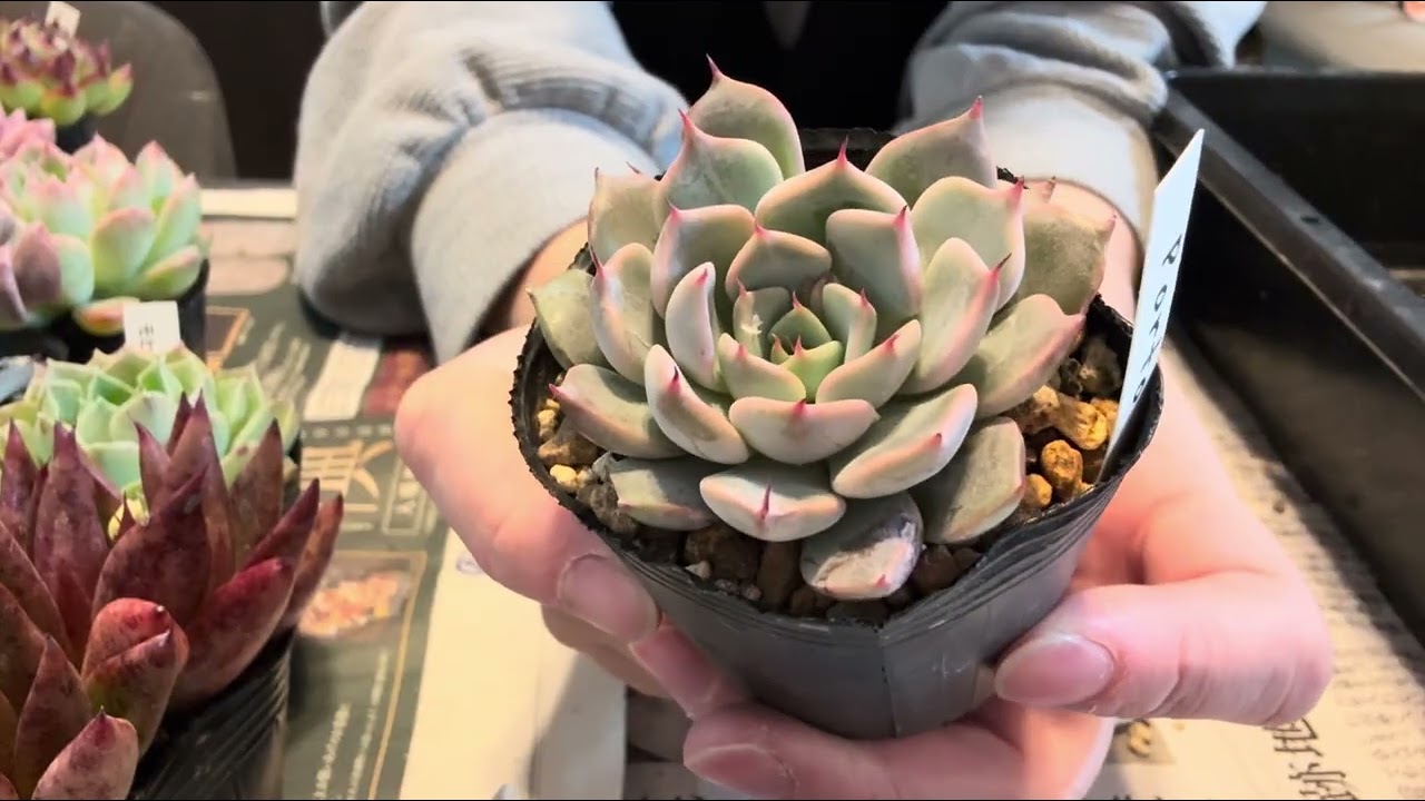 つぶつぶ多肉比べ！ #乙女心 #ロココ #クラウゼン錦 #Gum群生つぶつぶ