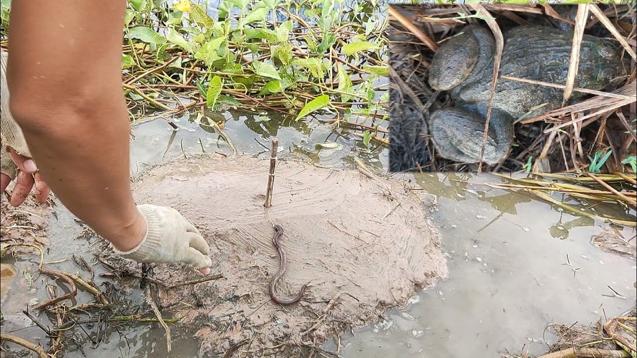 มหากาพย์ของการใส่เบ็ดกบ!!!ทีเด็ดของความหมาน!!!ปักปุ๊บติดปั๊บ