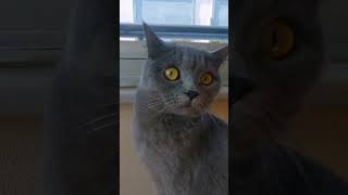 Cute cats videos, komik kedi videosu 🐈🐈🐈