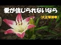 「愛が信じられないなら」/山内惠介 Japanese Taishogoto 大正琴 /Gerobikki