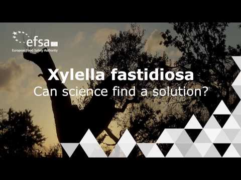 Video: Xylella Fastidiosa Симптомдору: Xylella Fastidiosa жуккан өсүмдүктөрдү дарылоо