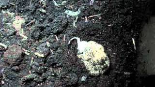 Pacman Frog Vs Mouse