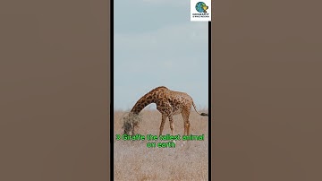 Top 5 Most Amazing Animal World Records!#animal facts, #fastest animals,, world records, #wildlife