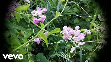 Lâm Phiêu - Thì Thầm Hoa Tigôn (Official Music Video)