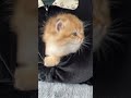 A cute kitten came out of my arms😺 #catvideos #cat #catshorts #cute  #kitten #catlover #kitty