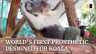Koala gets prosthetic foot in world first in Australia