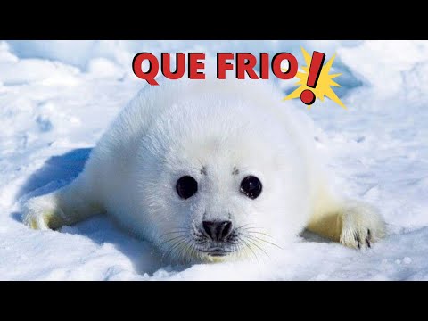 Vídeo: Quem São As Focas E Como Elas Diferem Das Focas