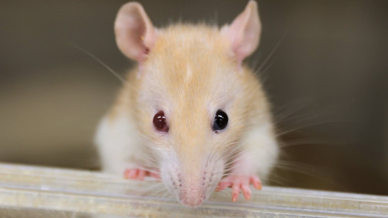 とおる　②＋ねずみ One in hundreds of odd-eyed mice - YouTube