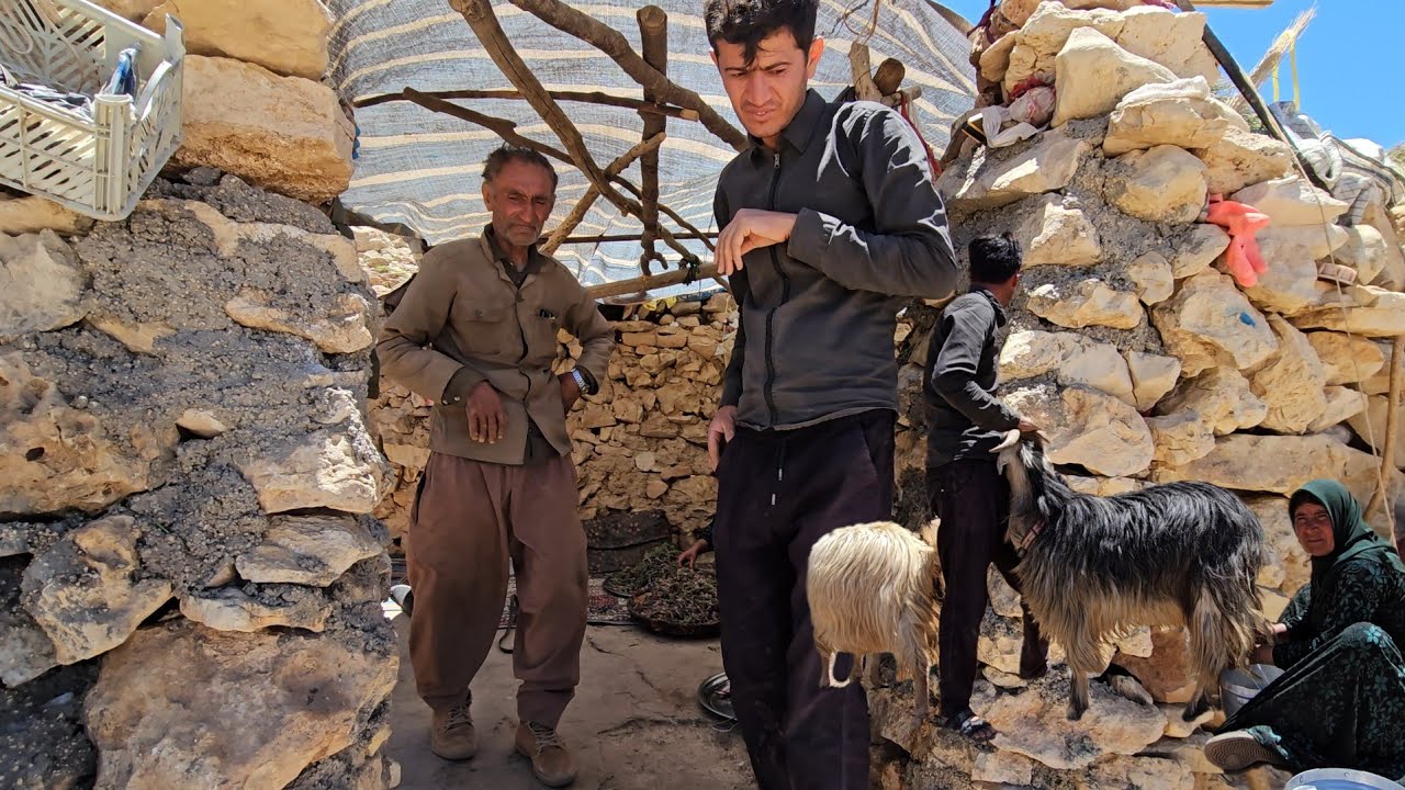 sadat-s-help-to-ali-s-family-to-graze-sheep-in-the-mountains-youtube