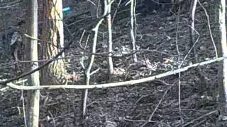 Crni Mravi - Alfina, Alf I Vepar