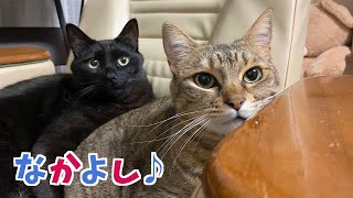 イチャイチャとケンカを繰り返す姉弟猫