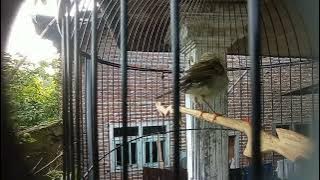 Kicau burung Cikrak kutub, masteran nretess roll