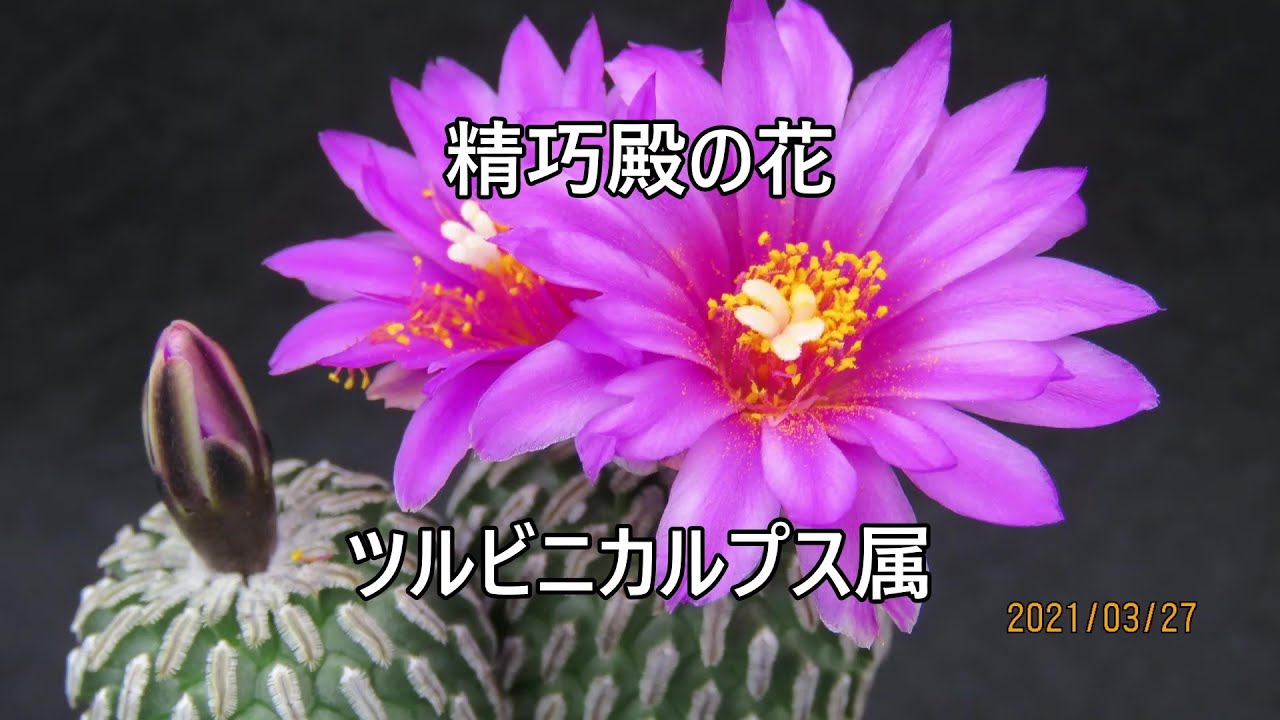 サボテンの花 ピコの蕾 マミラリア属 Youtube サボテンの花 ピコの蕾 マミラリア属 Youtube