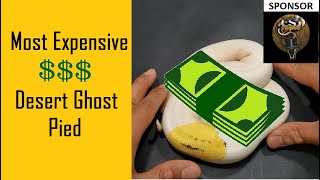 Desert Ghost Pied: Expensive Investment Snake