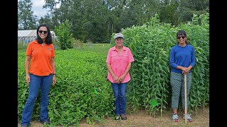 Warm-Season  Annual Forage Legume  Demo Tour