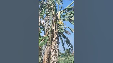 buồng chuối chín bối ở miền quê