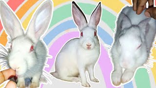 CUTE LITTLE BUNNY PLAYING ✨| BUNNY PLAYING VIDEO | Cute baby rabbit moments