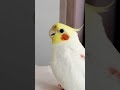 Forget alarms, Jerry the Cockatiel’s got the wake-up call covered! 😅🦜💖⏰ #pets #cockatielscraze