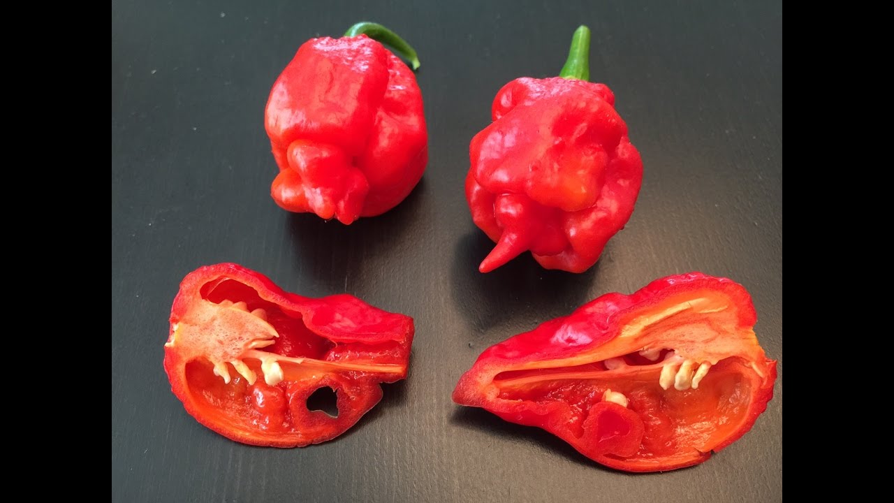 What's That Pepper  Ep21 - Starr-Racha F1