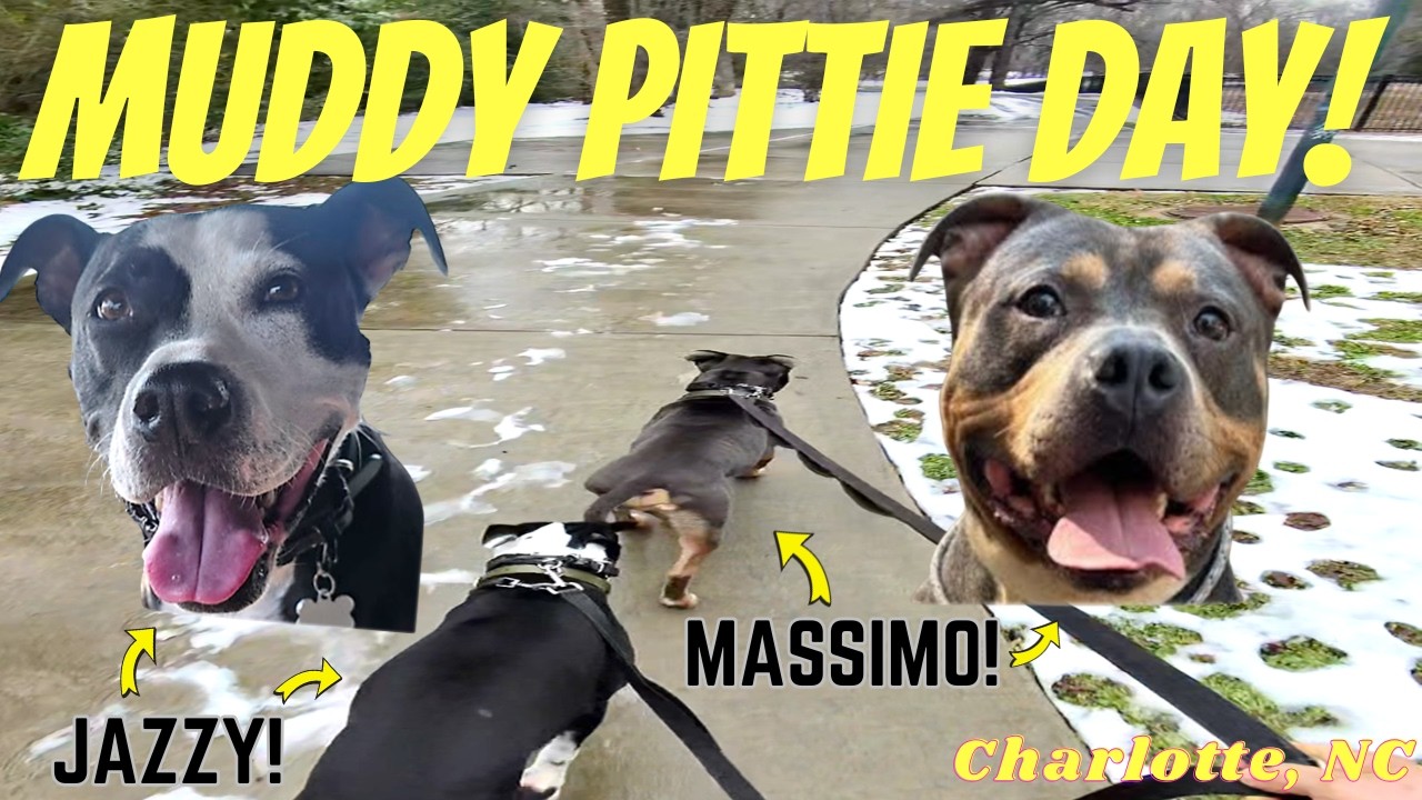 BAD WEATHER? NO PROBLEM! Quick DOG WALK | FITNESS