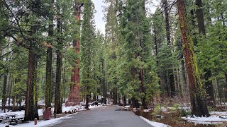 Calaveras Big Trees State Park, Arnold, California