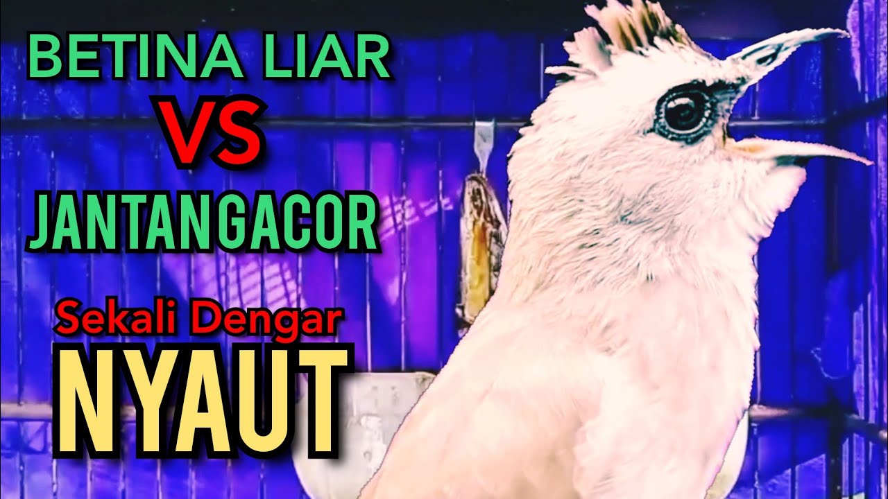 Trucukan BETINA LIAR vs JANTAN GACOR Paling di sukai lawan Sekali Dengar Semua Trucukan NYAUT Gacor