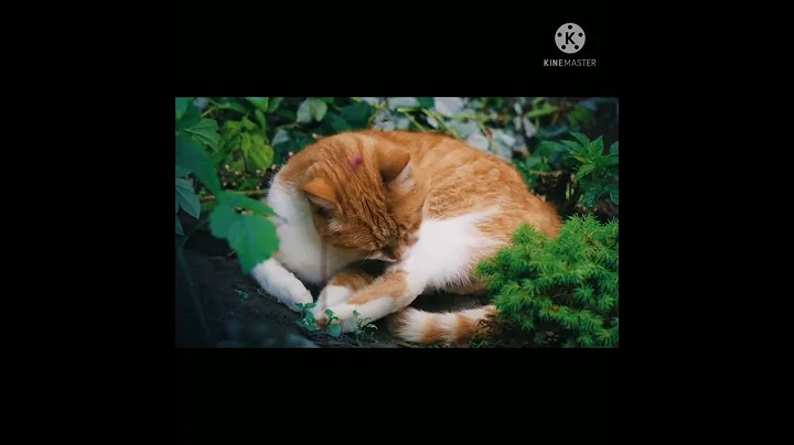 Video 1407351: cutest cats compilation funny, cats compilation cute funny, cat animals lover funny, cat lovers beautiful, best cat animal cute
