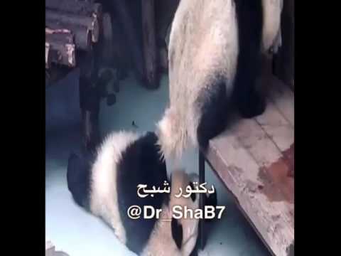 تعيش زق وتموت زقه 