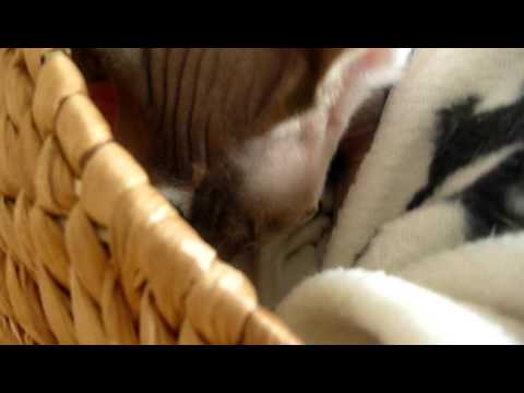 Sphynx Noong massiert seine Kuscheldecke- massage his blanket