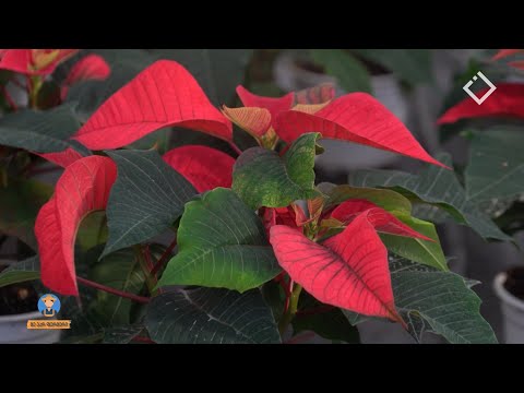 გრატოს სათბური - ფერმერი 15.11.2022