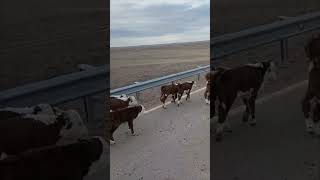 Traditional Herding Practice of Moving Cattle to Summer Pastures