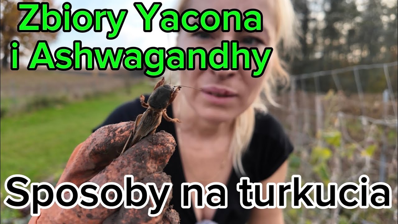 Zbiory Ashwagandhy i bulw Yacona + naturalne sposoby na turkucia podjadka!