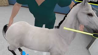 Equine OSCEs Practice Stations: Laboratory Techniques (Bacteriology swab wound)