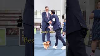 Best moments of our dog show ❤️ by Pawfessional Pet Care 644 views 1 month ago 1 minute, 30 seconds