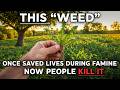 This “Weed” Once Saved Lives During Famine—Now People Kill It