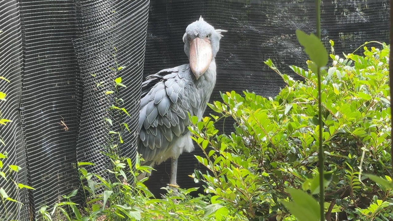 ハシビロコウの様子をお届け【‎2025年‎7月9日】【上野動物園】 - YouTube