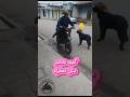 كلب محترف على الموتوسيكل مع صاحبه مشهد مستحيل يفوتك كلب احتراف Dog Funnydog Viral Fyb
