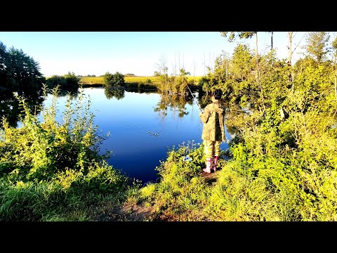 Караси. Рыбалка в