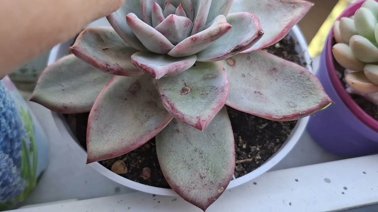 Ramazanınız Mübarek Olsun 🫶🫶🫶💜💜🦋🐞🪻🌹🌹🌳🌳🌲