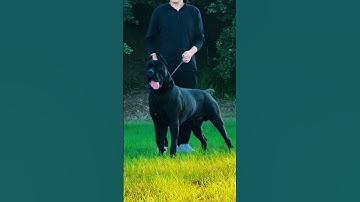 Shocking Animal Transformation!😱 #animaljourney #amazingtransformation #animalcrossing #wildlife