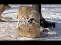 A Three-Way Conflict Over Food: Alpha Male Intervenes