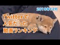 【豆柴】Twitterで人気だった動画ランキング〜2019年12月〜