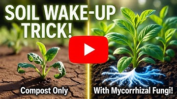 The 48 Hour Soil Awakening Mycorrhizal Fungi vs Compost—Which One Supercharges Your Garden Faster