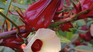 Download Lagu BUNGA BUAT TEH MERAH RASANYA ASAM #trending  MP3