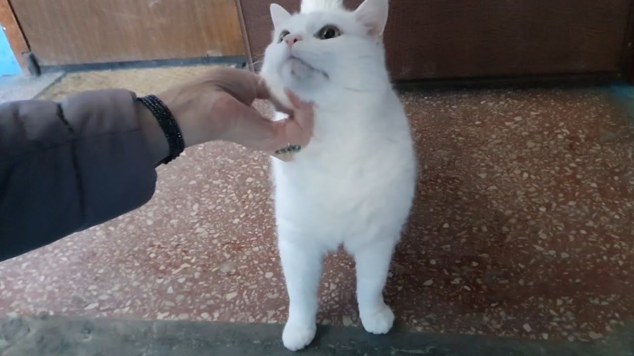 Бантик дочекався свою кохану🐈😻