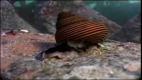 NG Will Wright part 3