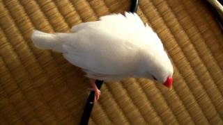 DSCF7041.AVI